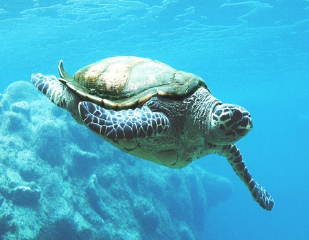 Deniz Kaplumbağaları Caretta